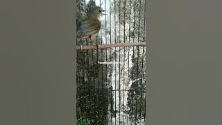 Suara Panggilan Cingcoang/Jongkangan Coklat #kicaumania #kicaumaniaindonesia #cingcoang #jongkangan