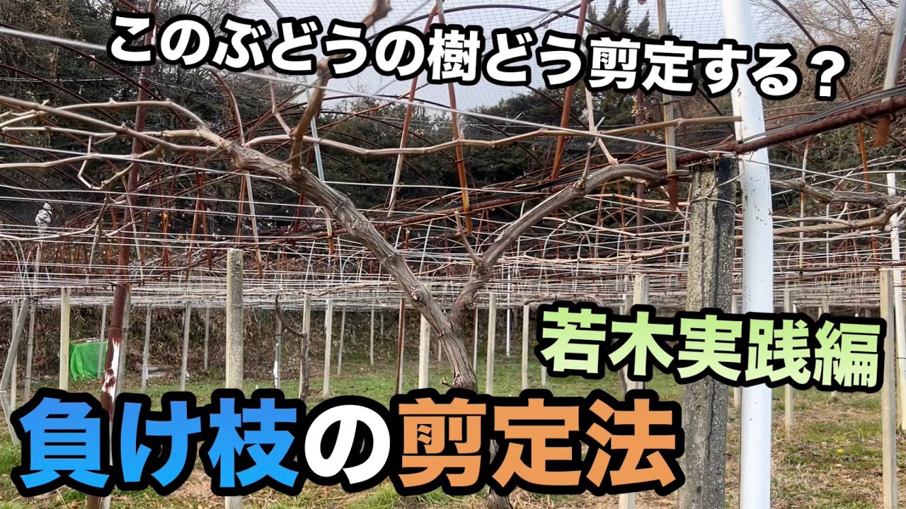 ぶどう負け枝の剪定方法[若木実践編]〜初心者でもこれを見れば木は元気に回復〜2024-01-20