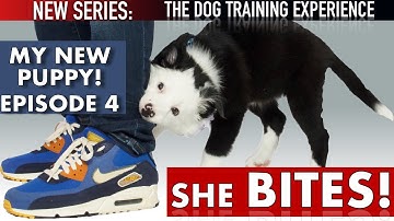 My Puppy’s First Days of Training: Stop Biting, Crate Training, Come, Socialization: EP 4