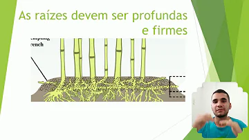 Como é a raiz de um bambu?