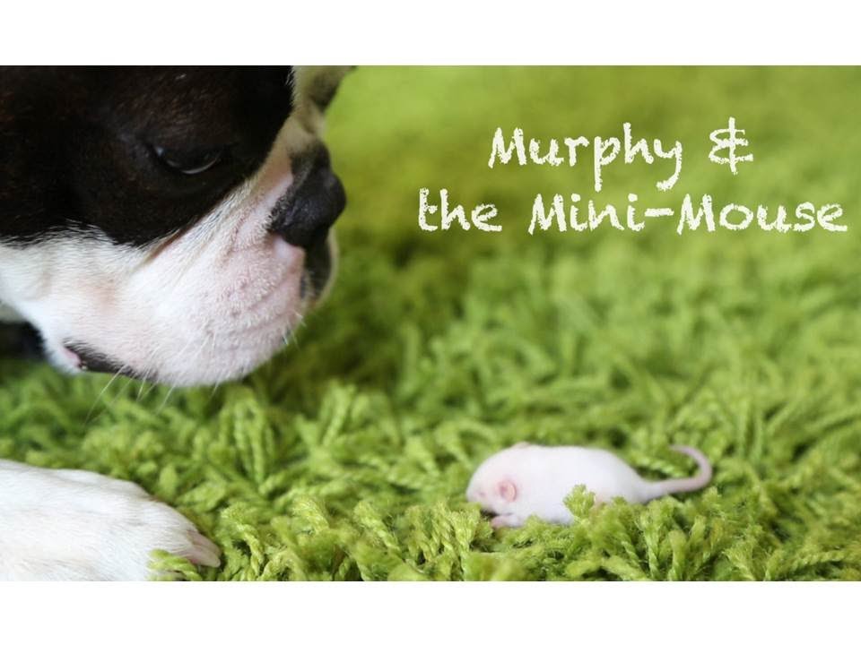 blumoon boston terriers