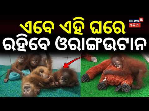ଏବେ ଏହି ଘରେ ରହିବେ ଓରାଙ୍ଗଉଟାନ...Nandankanan Orangutan Relocation: Green Signal for New Enclosure