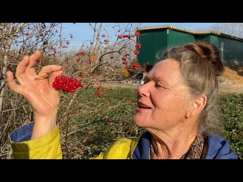 Польза и вред калины красной.