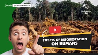 Famous Effects of Deforestation on Humans Wealth