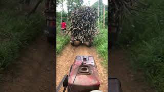 Farm workers carry firewood uphill