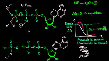 ¿Qué hace el ATPasa?