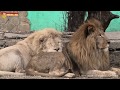 Львиные будни. Ну очень разговорчивая Лола и компания. Тайган. Life of lions. Taigan.