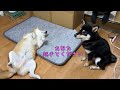 てんちゃん、ルウちゃんに説教される（笑）　【短編】　太郎の犬モノガタリ第473.5話