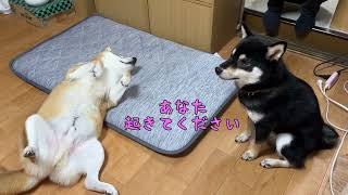 てんちゃん、ルウちゃんに説教される（笑） 【短編】 太郎の犬モノガタリ第473.5話