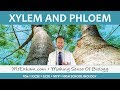 Transport Systems: The Lifelines of Unicellular and Multicellular Organisms