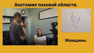 Анатомия паховой области.  Женщины.