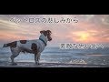 [柴犬]飼い主が天国の犬に送る 涙の手紙　感謝　ありがとう