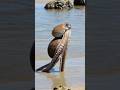 Animals that did things they shouldn't be able to do 😱 #animals #curiosities #shorts