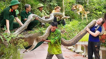 Harvest 1,000+ Frogs - Giant Python Invades Pig Farm - Catch Monster Python & Released to the Forest