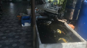 Hồ Cá Koi 1 Khối Trong Nhà - Sử Dụng Bơm 8000l Hiệu Quả Cá Khỏe Như Mong Đợi.Hồ Em Phúc Ở Bình Thuận