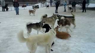 Huskies at Husky huddle 3_8_14