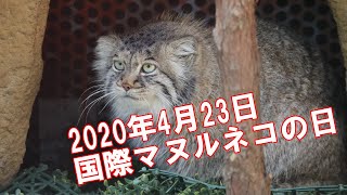 国際マヌルネコの日イベント　那須どうぶつ王国