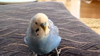 インコを飼ったことがある人だけにわかる可愛いあるある ほぼステ