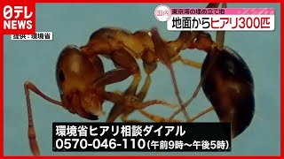 【ヒアリ】“毒持ち攻撃性強い” 地面から約３００匹確認…東京湾埋め立て地で