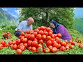 Harvesting A Lot of Fresh Tomatoes in the Mountains and Preserving for Winter!