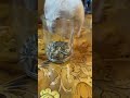 Hamster found what he loves / ハムスター良いもの見付けた / #Shorts / Funny Video