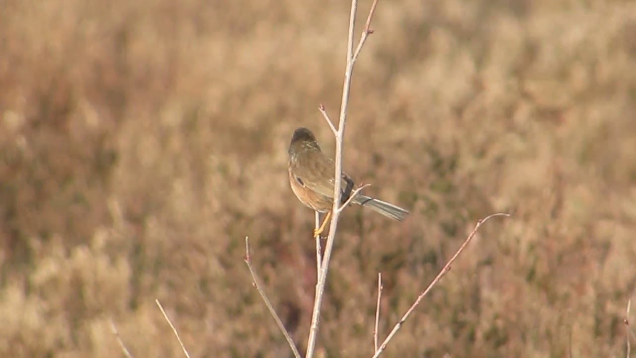 warbler nashville Dartford Warbler (sylvia undata), Westleton Heath, Suffolk, February 2017,