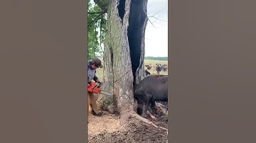 Buffalo Gets Stuck in Tree Trap#shorts