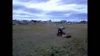 Trabajo de Presa cachorra de 4 meses | 1ra Clinica Ovejerista Rio Gallegos 2014