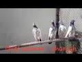 Bilal saleem  tedi pigeons  sharjah united arab emirates