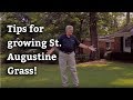 Growing St. Augustine Grass - Expert Lawn Care Tips