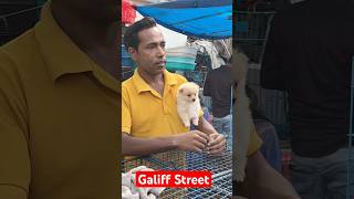 galiff street pet market | dog market Kolkata #shroud #dog #petmarket #galiffstreet