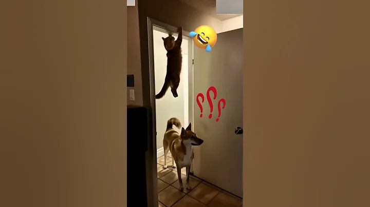 Video 8493541: farm animals, farm cute, funny cat