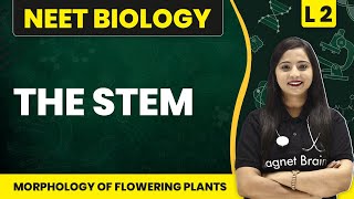 The Stem  | Morphology of Flowering Plants - L2 |  NEET Biology