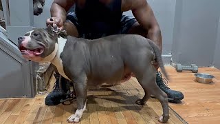 True Blue Litter 4 Day count Down