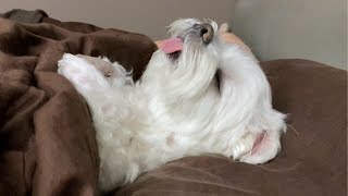 Here's what happens to a spoiled Maltese... by マルチーズのナナ 30,840 views 10 days ago 4 minutes, 54 seconds