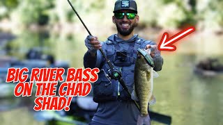 Big River Bass on the (Spro) Chad Shad!