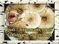 Гриб "Зонтик пестрый".  Собираем и готовим .