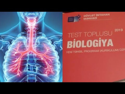 Tənəffüs sistemi test izahı