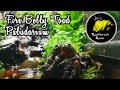 Fire Bellied Toad Paludarium - Bioactive Setup With New Plants