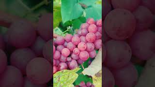Замечательный виноград в условиях изменения климата 🥳