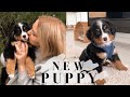 WE GOT A PUPPY! getting our 8wk old bernese mountain dog puppy + puppy haul!