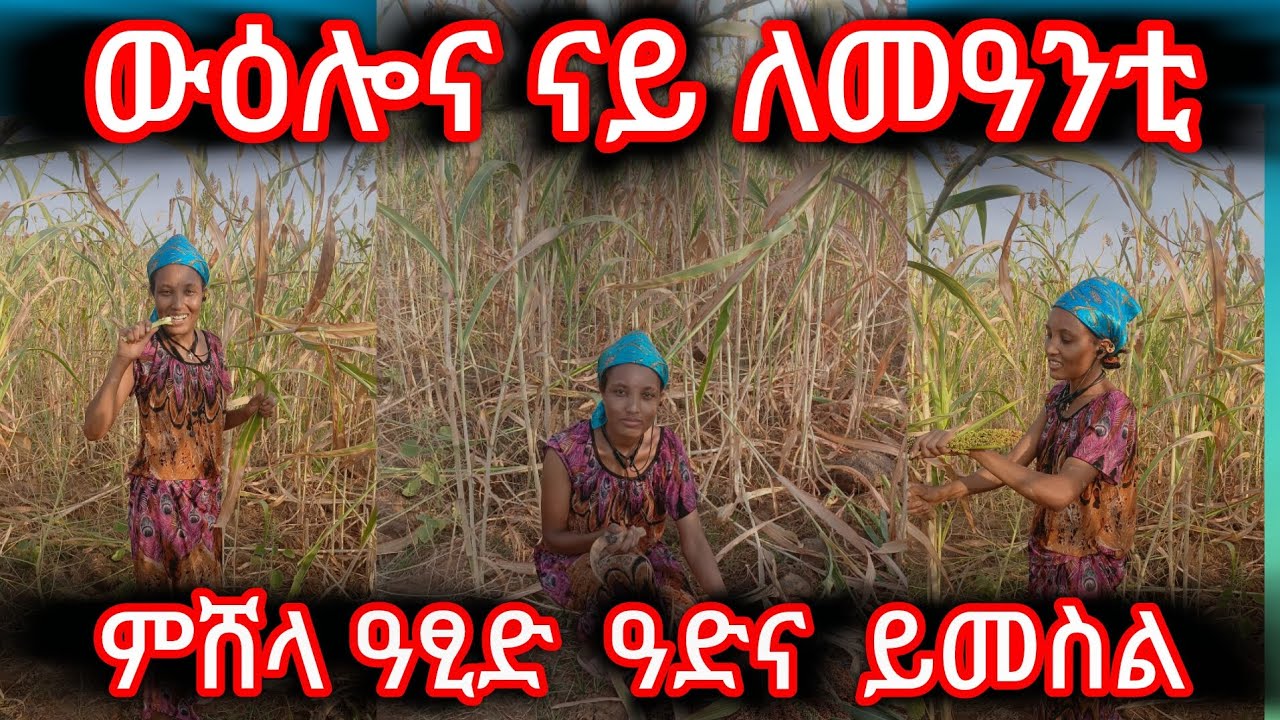 ውዕሎና ናይ ለመዓንቲ ምሸላ ዓፂድ ዓድና ይመስል ደስ በሃሊ 