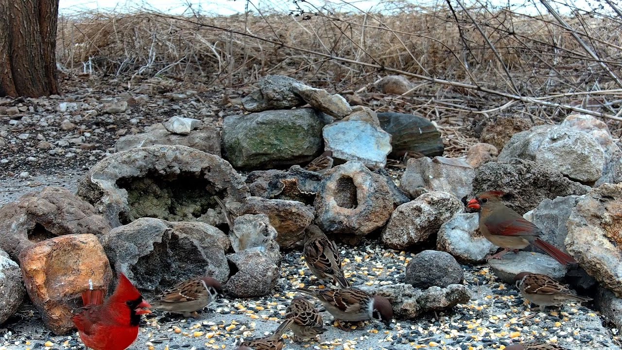 Bird Feeder 12-24-2025