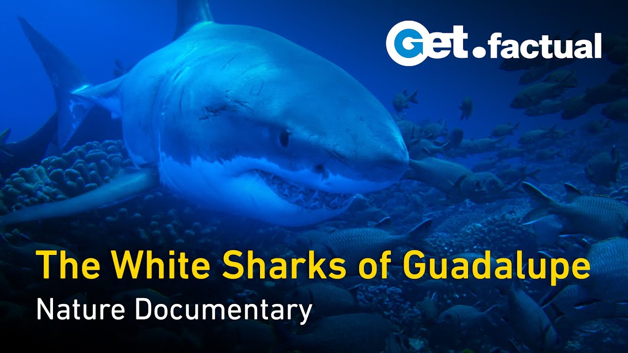 その他 Great White Sharks-Isla De Guadalupe-Mexico [DVD] その他 Great White Sharks-Isla De Guadalupe-Mexico [DVD