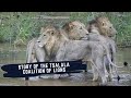 TRAGIC TALE OF TSALALA MALE LION TURNS INTO A FORTUNE - TRAGEDY OF  TSALALA MALE LIONS