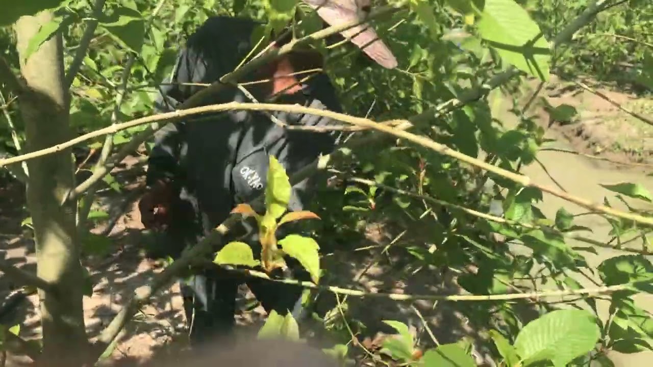 Harvesting Thai Kratom in the rural fields hidden from police view in South Thailand.