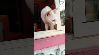 Download Lagu I'll Be There For You❣️🥰🥰😘 #shortsyoutube #newvideo #viral #cute #catlover#shortsvideo #millionviews MP3 Download Lagu I'll Be There For You❣️🥰🥰😘 #shortsyoutube #newvideo #viral #cute #catlover#shortsvideo #millionviews MP3