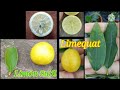 Limón Sutil / Limequat. Citrus x aurantifolia y Citrofortunella sp. dos plantas bajo el mismo nombre