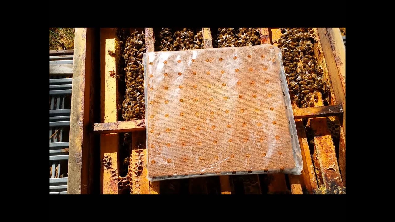 Formic pads and feeding for winter survival