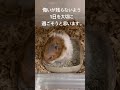 眠ることが多くなってきたおばあちゃんハムスター#ハムスター #ハムスターかわいい面白い #ハムスターの日常 #hamster #shorts